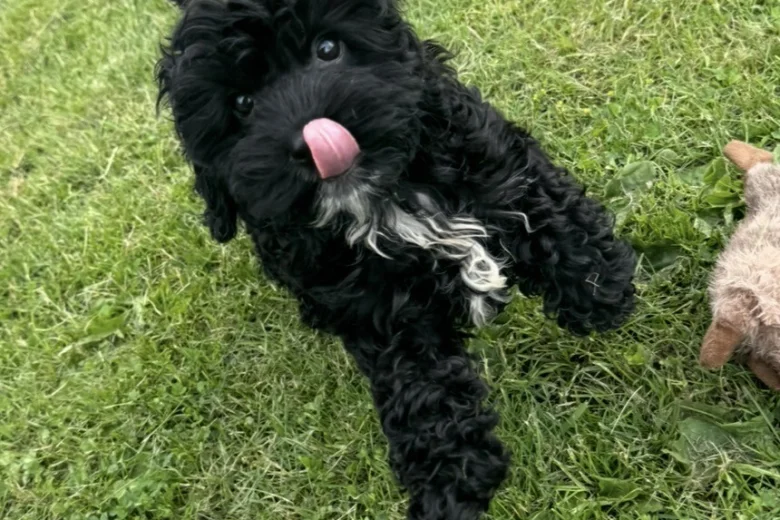 Cavapoo