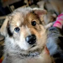 Northern Inuit