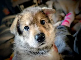 Northern Inuit