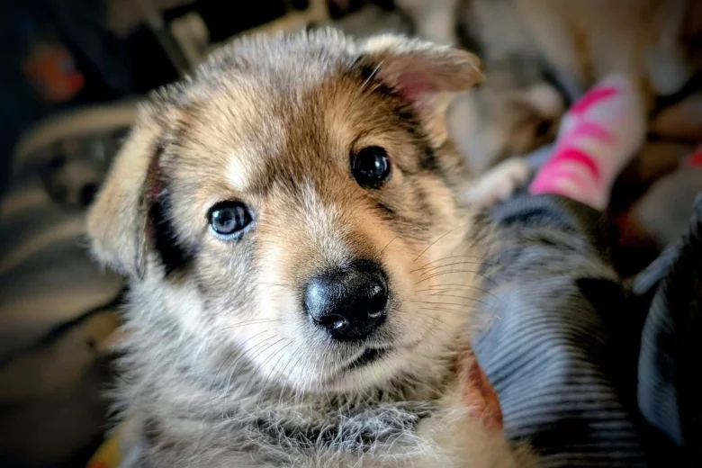 Northern Inuit