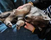 Northern Inuit