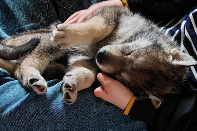 Northern Inuit