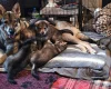 Northern Inuit