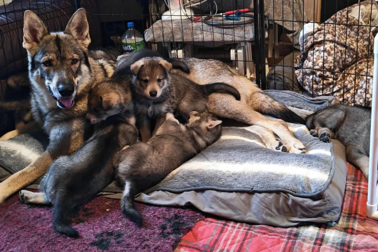 Northern Inuit