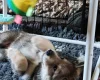 Northern Inuit