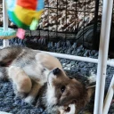 Northern Inuit