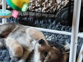 Northern Inuit