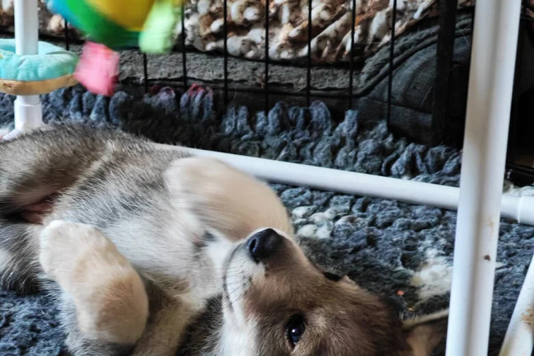 Northern Inuit