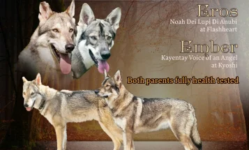 Northern Inuit