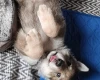 Northern Inuit