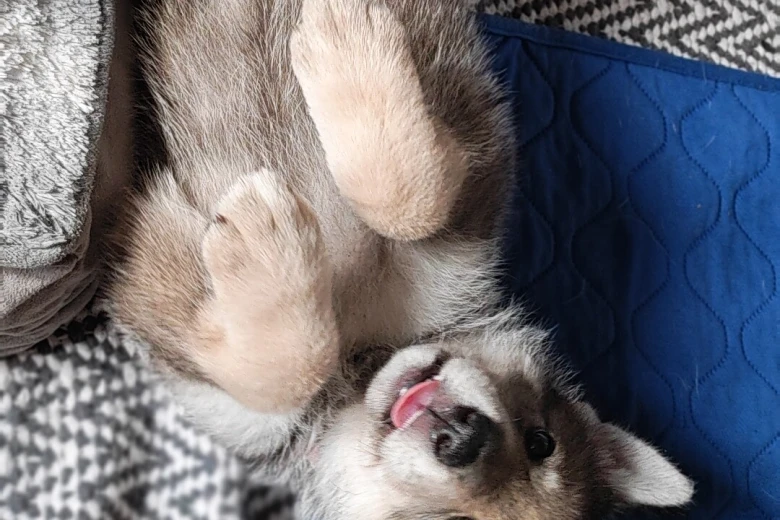 Northern Inuit