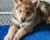 Northern Inuit