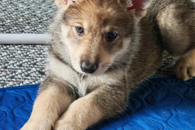 Northern Inuit