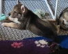 Northern Inuit