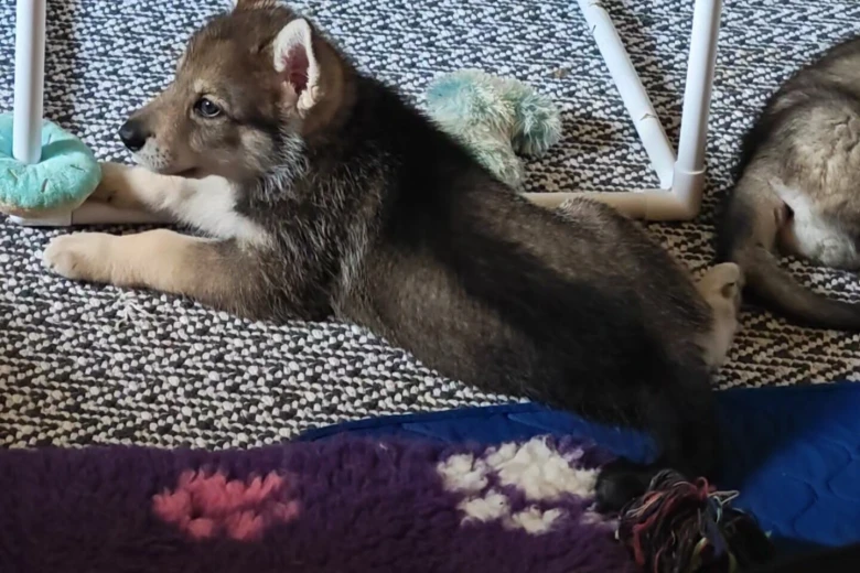 Northern Inuit