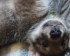 Northern Inuit