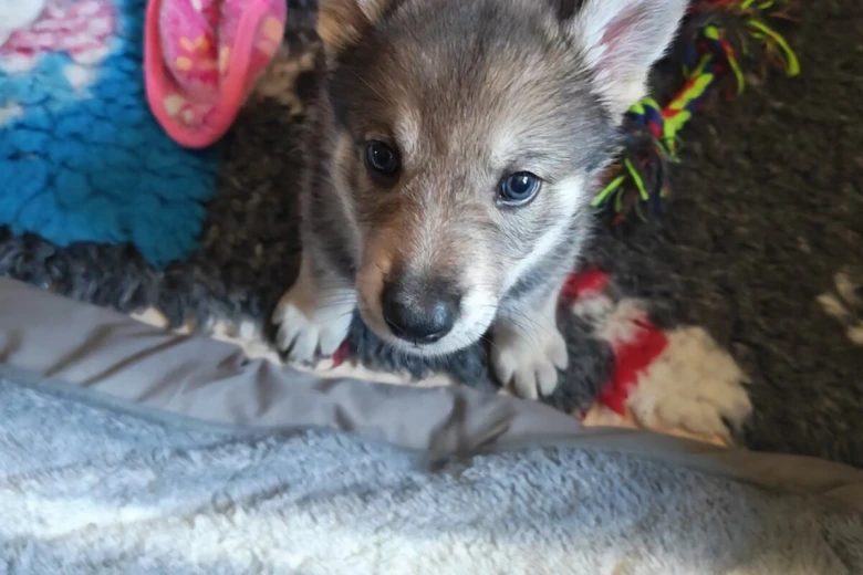 Northern Inuit