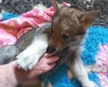 Northern Inuit