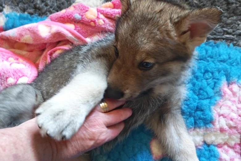 Northern Inuit