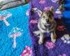 Northern Inuit