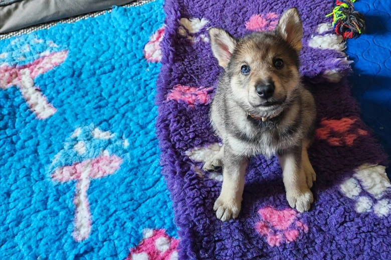 Northern Inuit