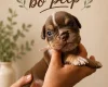 English Bulldog