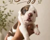 English Bulldog