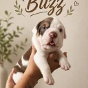 English Bulldog