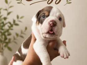English Bulldog