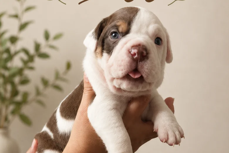 English Bulldog