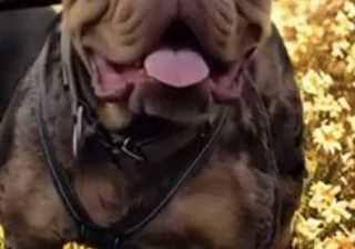 Stud