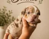 English Bulldog