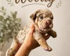 English Bulldog