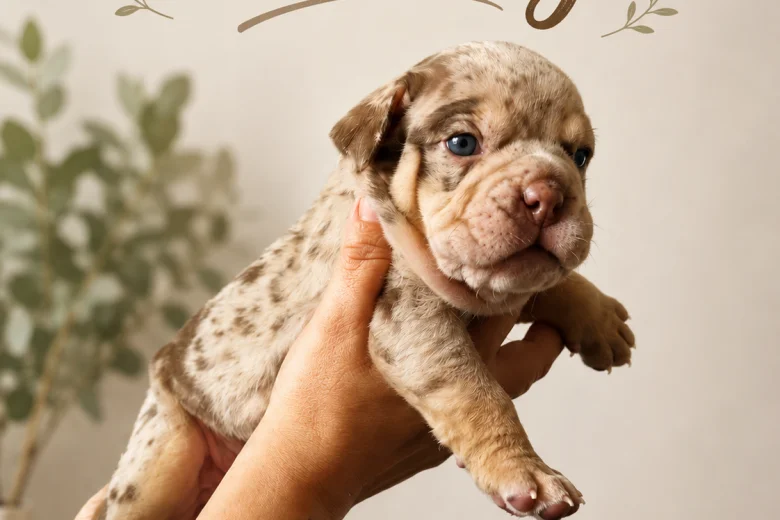 English Bulldog