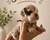 English Bulldog