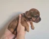 Mixed Breed