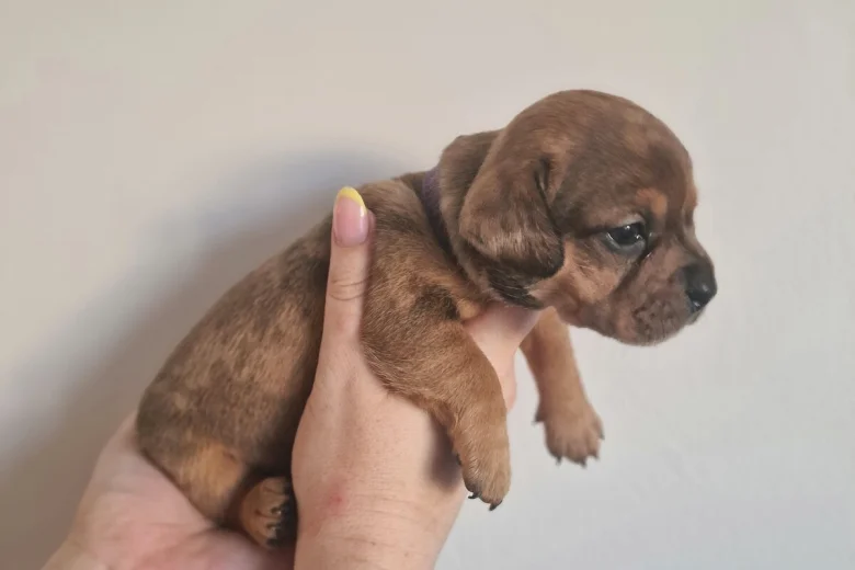 Mixed Breed