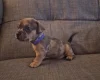 Mixed Breed