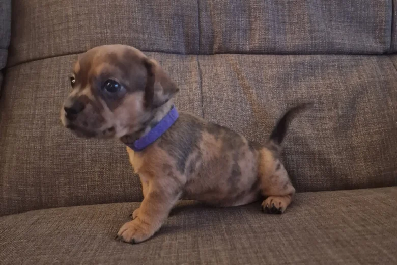 Mixed Breed