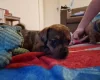 Mixed Breed