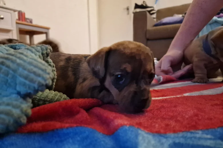 Mixed Breed