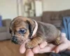 Mixed Breed
