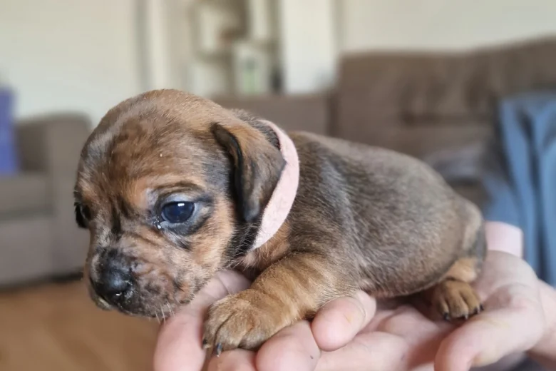 Mixed Breed