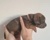 Mixed Breed