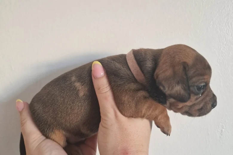Mixed Breed