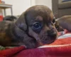 Mixed Breed