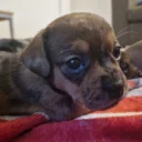 Mixed Breed