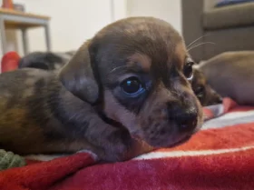 Mixed Breed