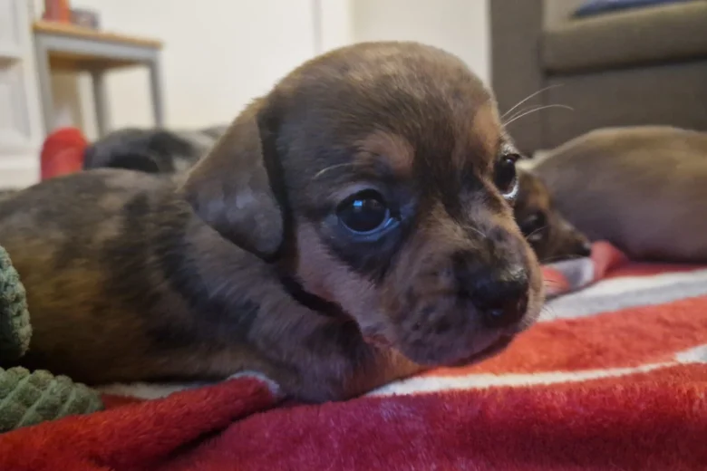 Mixed Breed