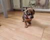 Mixed Breed